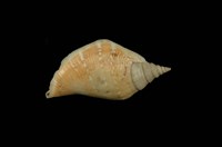 藏品(豐滿鳳凰螺)的圖片